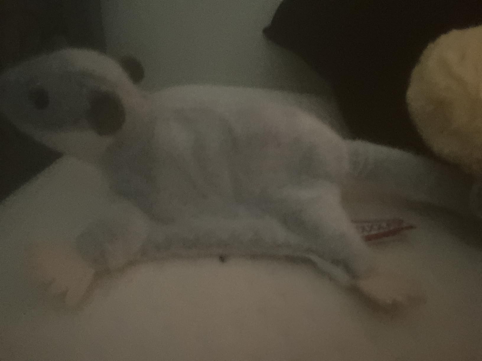 Douglas Squeek Sugar Glider Plush Stuffed Animal | 12 inch Long with Tail customer photo 1