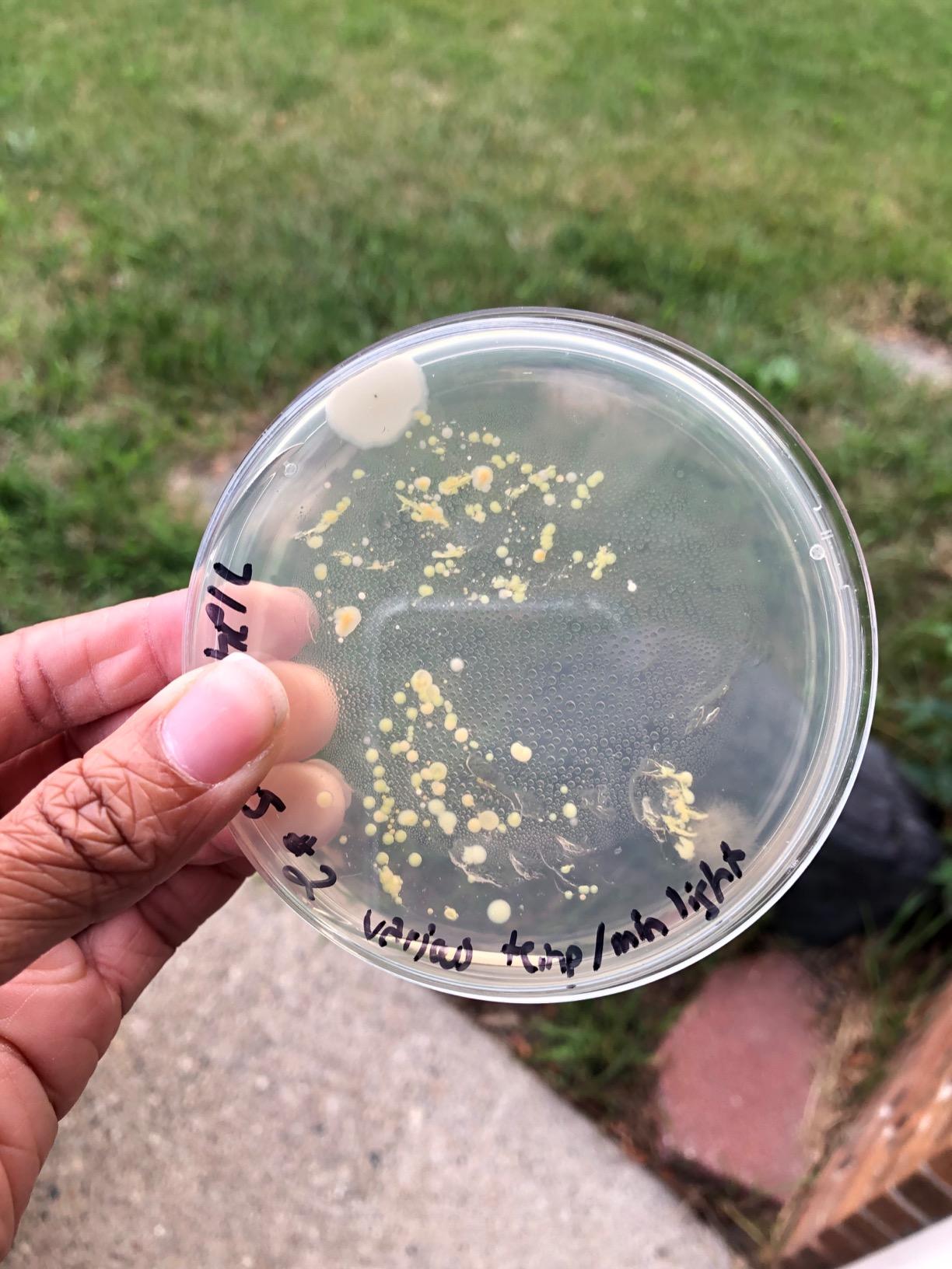 Nutrient Agar Plates by Evviva Sciences, Prepoured Nutrient Agar Petri Dishes for Science Fair Projects & Microbiology Experiment, Helps Microorganisms Thrive - Swabs Not Included customer photo 1