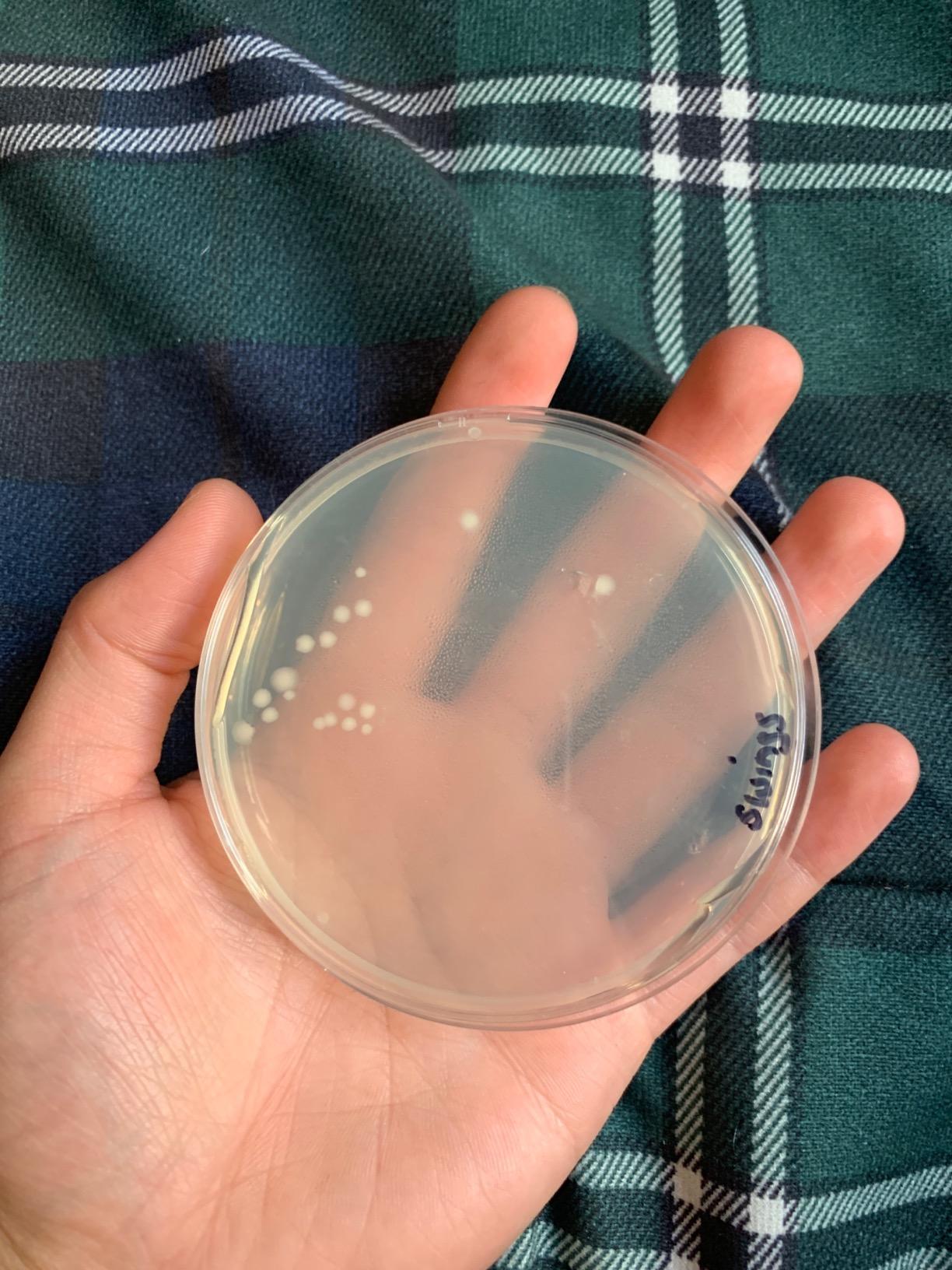 Nutrient Agar Plates by Evviva Sciences, Prepoured Nutrient Agar Petri Dishes for Science Fair Projects & Microbiology Experiment, Helps Microorganisms Thrive - Swabs Not Included customer photo 2