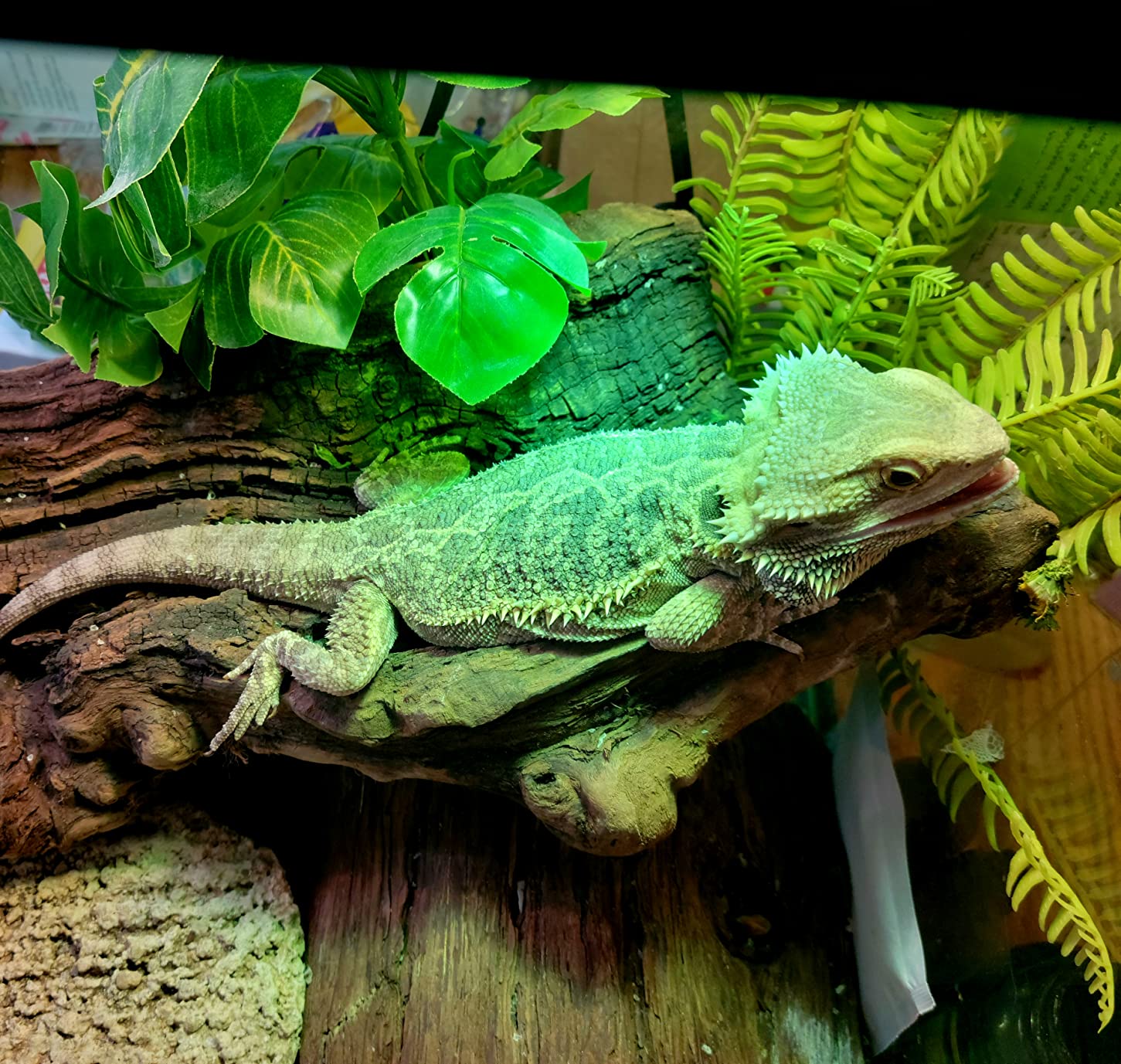 REPTI ZOO Full Spectrum UVA + UVB Sun Lamp Self-Ballasted Vapor Lamp/Bulb/Light for Reptile and Amphibian Use customer photo 1