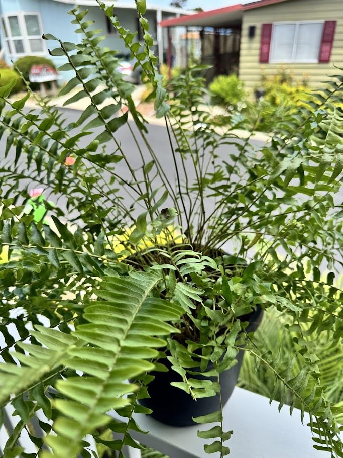 Costa Farms Boston Fern, Live Indoor Plant, Easy Care, Home Decor | Lush feathery fronds that love humidity and shade. Great indoor houseplant. Ideal housewarming or birthday gift. 2-pack. customer photo 2