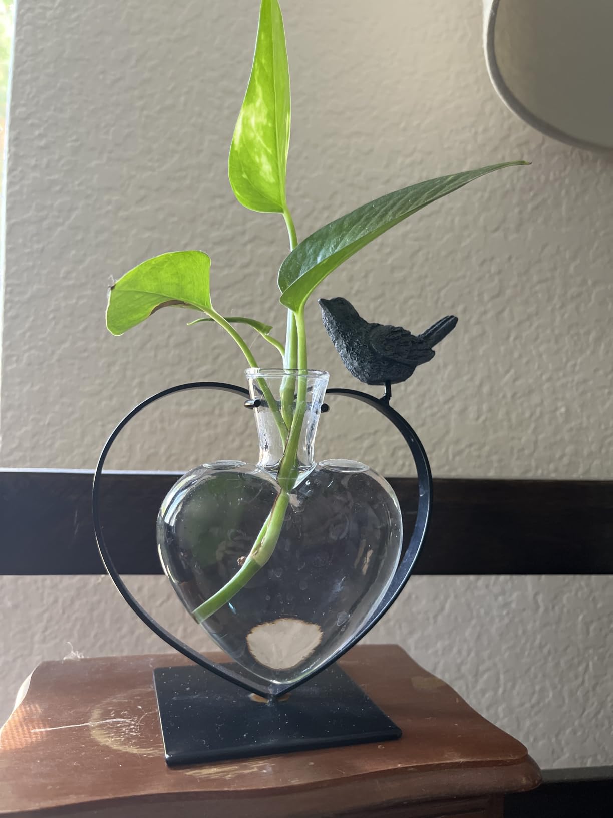 Marbrasse Desktop Glass Planter Hydroponics Vase,Planter Bulb Vase with Holder for Home Decoration,Modern Creative Bird Plant Terrarium Stand, Scindapsus Container (Bulb Vase) customer photo 1
