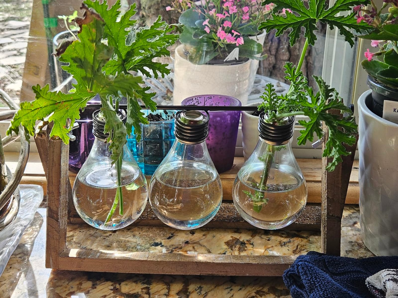 Marbrasse Desktop Glass Planter Hydroponics Vase,Planter Bulb Vase with Holder for Home Decoration,Modern Creative Bird Plant Terrarium Stand, Scindapsus Container (Bulb Vase) customer photo 2