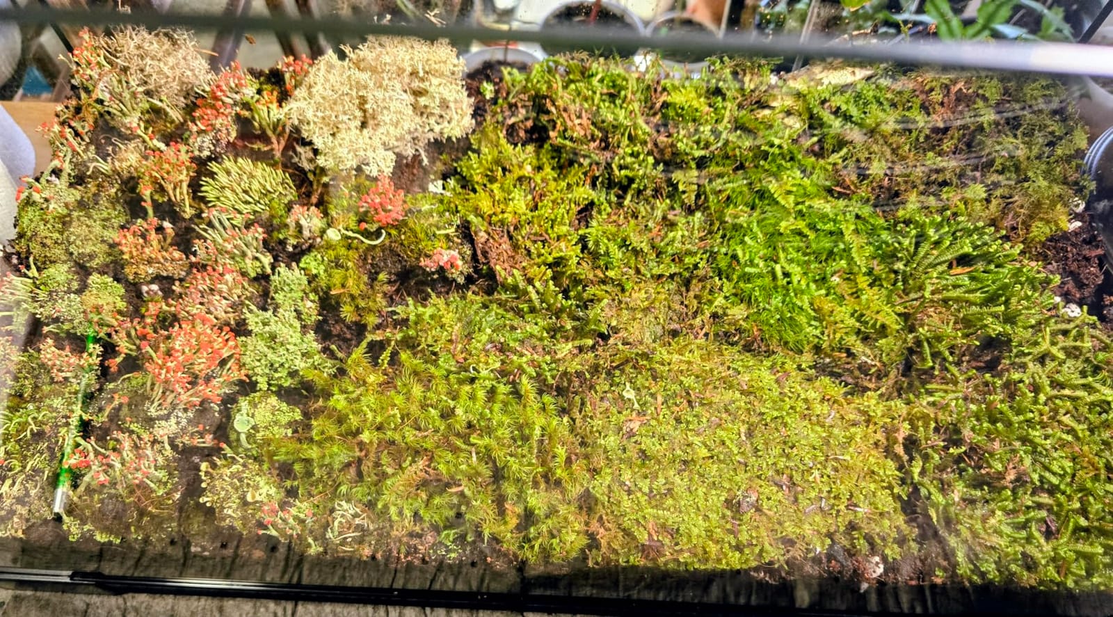 Super Fairy Garden Assortment Moss and Lichen for Terrarium, 6