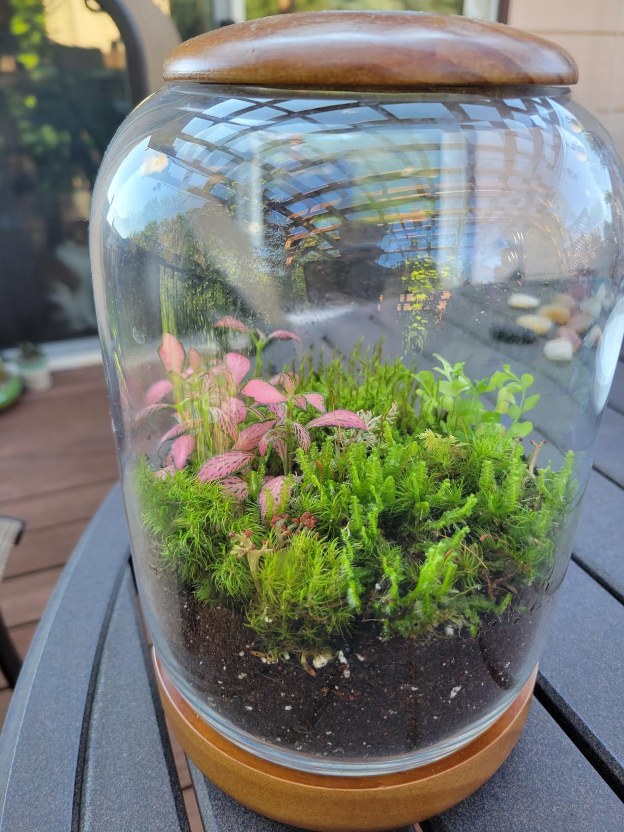 Super Fairy Garden Assortment Moss and Lichen for Terrarium, 6