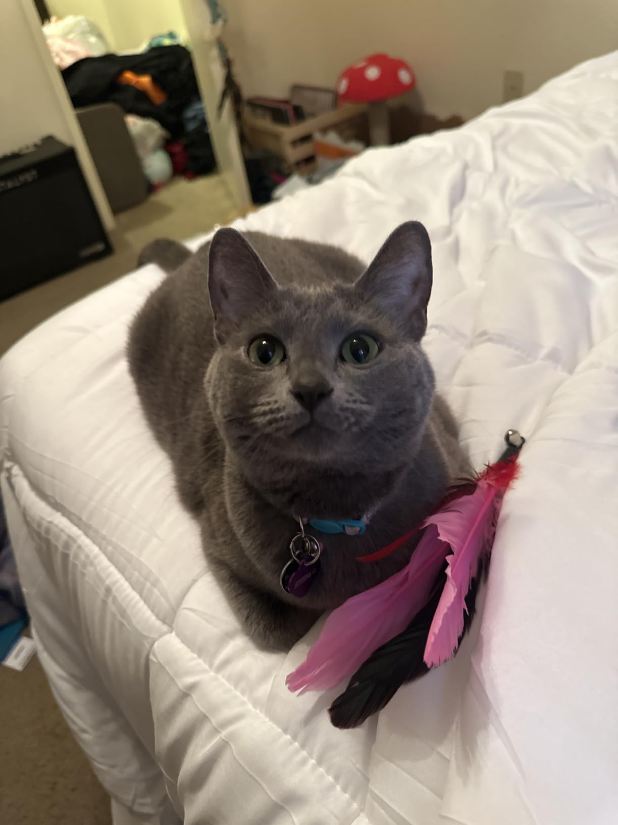 MeoHui Cat Toys for Indoor Cats, Interactive Cat Toy 2PCS Retractable Wand Toy and 9PCS Cat Feather Toys Refills, Funny Kitten Toys Cat Fishing Pole Toy for Bored Indoor Cats Chase and Exercise customer photo 1