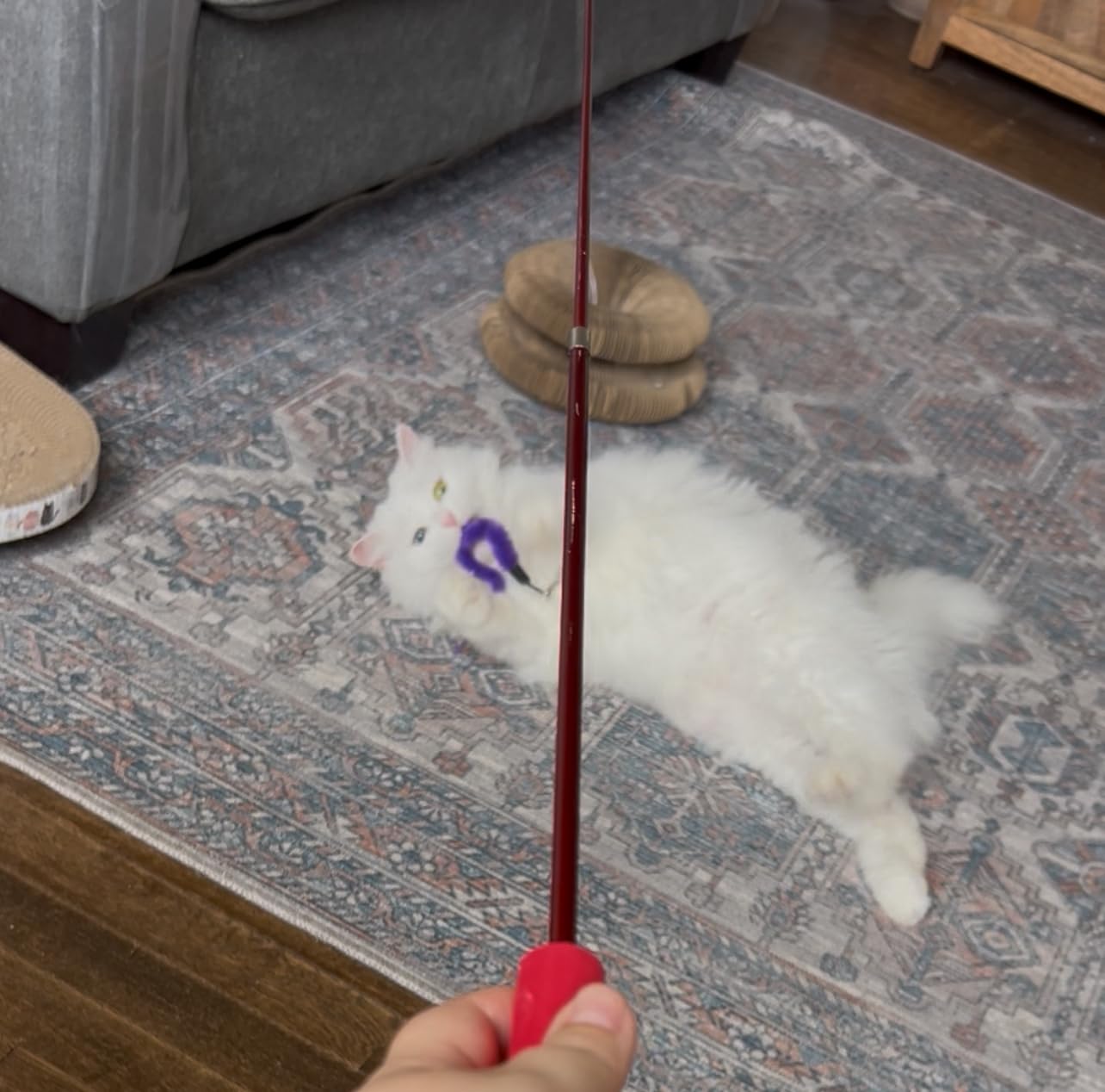 MeoHui Cat Toys for Indoor Cats, Interactive Cat Toy 2PCS Retractable Wand Toy and 9PCS Cat Feather Toys Refills, Funny Kitten Toys Cat Fishing Pole Toy for Bored Indoor Cats Chase and Exercise customer photo 2
