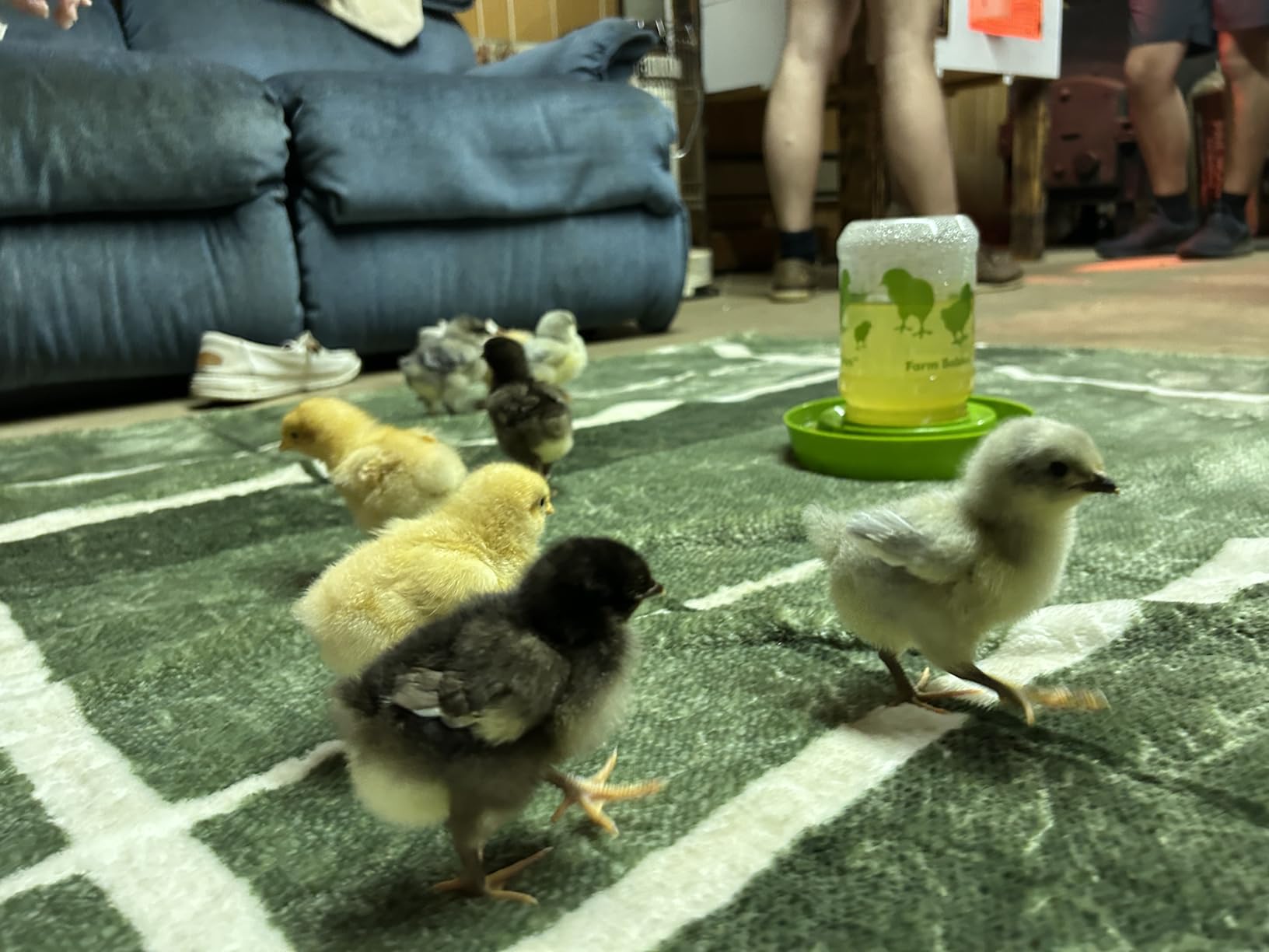 Lixit® Baby Chick Feeder or Waterer - Made in USA (Pack of 1) customer photo 1
