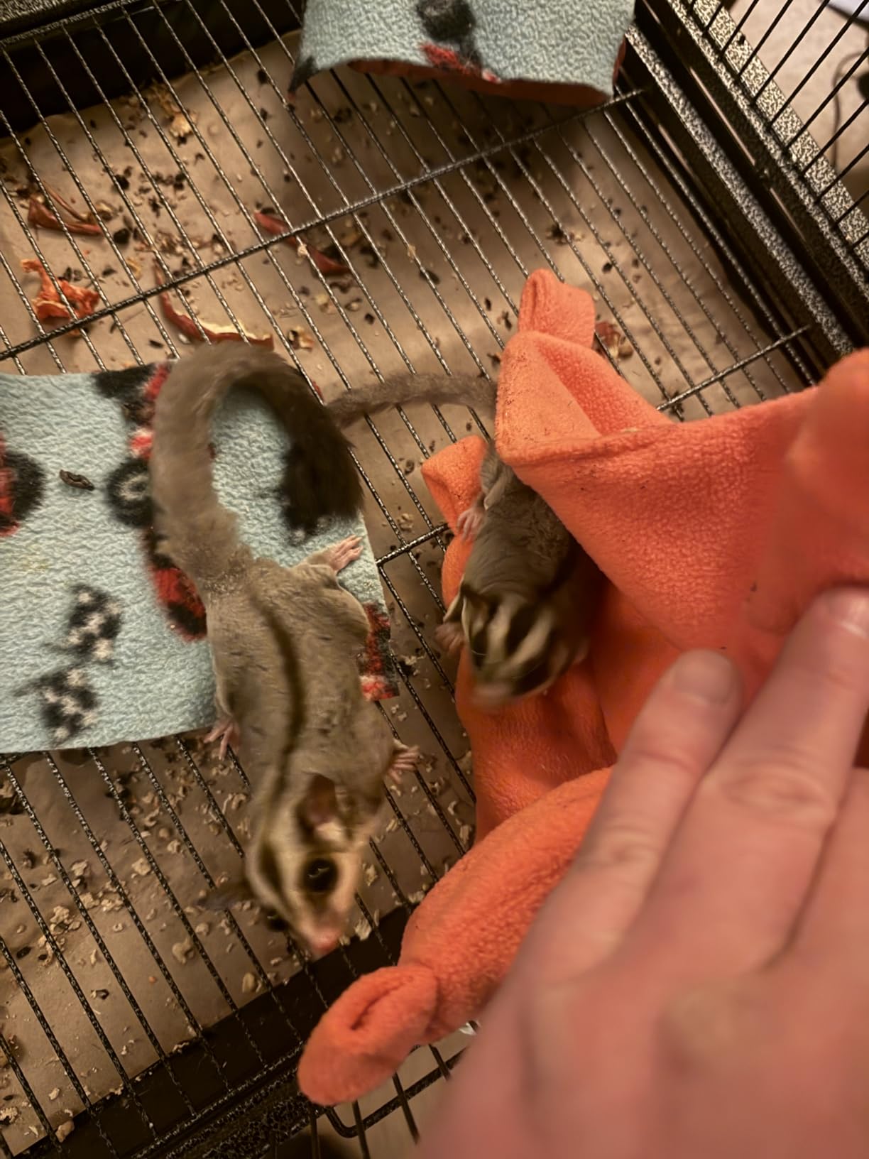Exotic Nutrition Eucalyptus Sticks - Healthy Vitamin-Fortified Crunchy Chew Treat - Natural Treat for Sugar Gliders - Made with Eucalyptus Leaves, Oats, Fruit, Honey customer photo 1