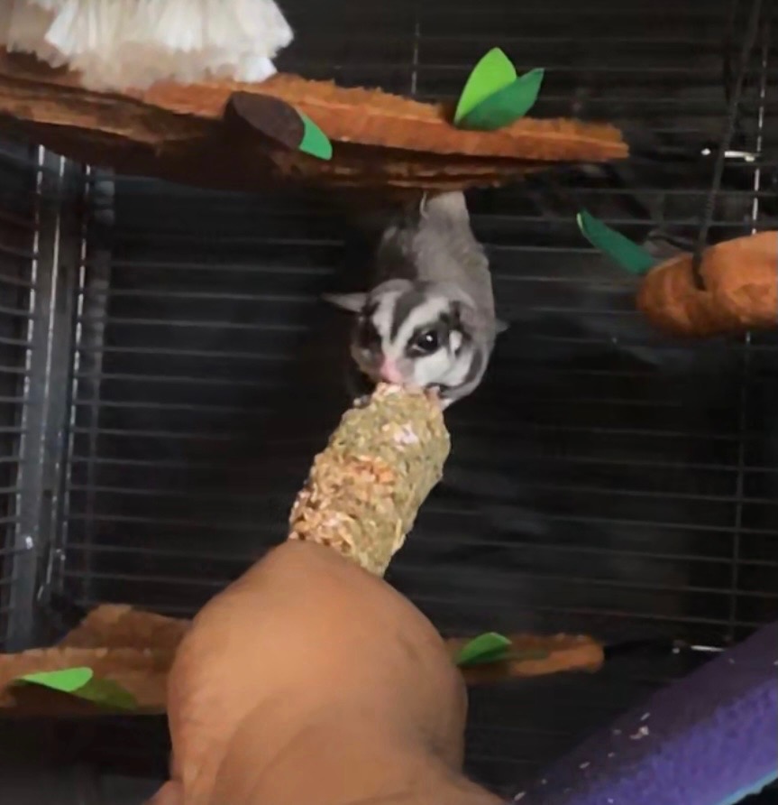 Exotic Nutrition Eucalyptus Sticks - Healthy Vitamin-Fortified Crunchy Chew Treat - Natural Treat for Sugar Gliders - Made with Eucalyptus Leaves, Oats, Fruit, Honey customer photo 2