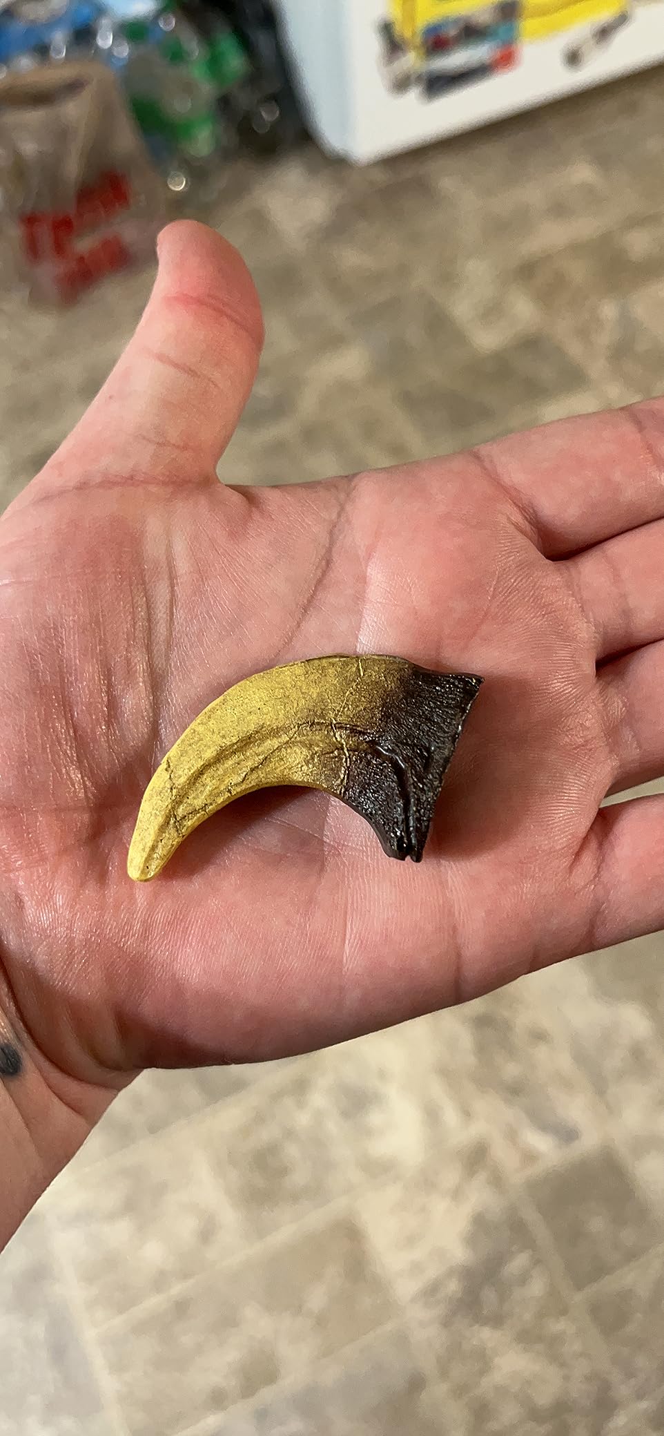 Velociraptor Dinosaur Life Size Claw Fossil Replica customer photo 1