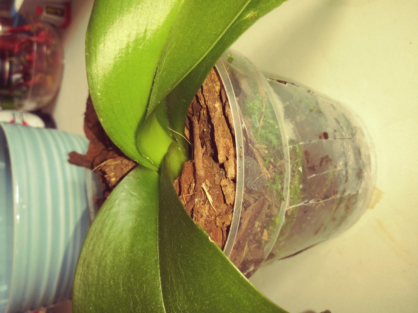 Perfect Plants Orchid Potting Mix, 4 qt, Bark Blend for Phalaenopsis customer photo 2