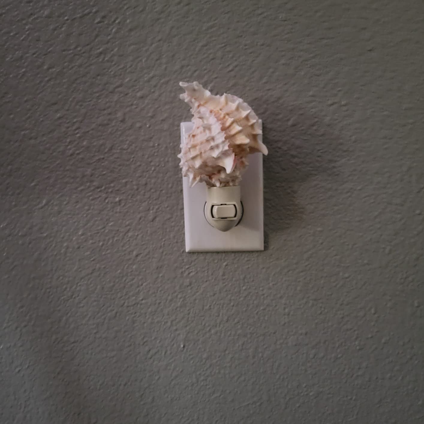 Seashell Night Light Real Pink Murex Shell Beach Decor w. on/Off Switch Beautiful Coastal Cottage customer photo 2