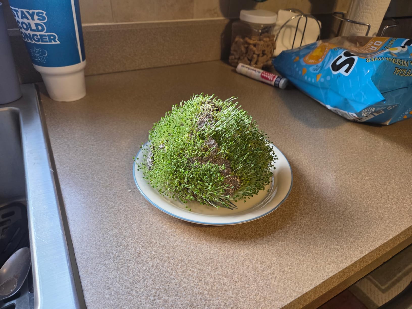 Chia Pet Rick and Morty - Morty Terracotta Planter with Seed Pack customer photo 1