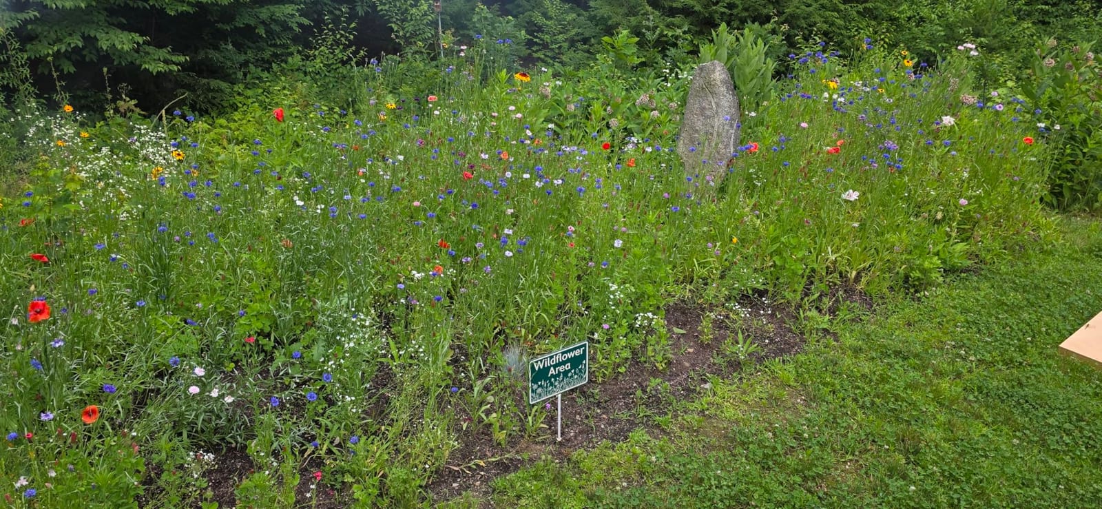 Drought Tolerant Wildflowers Mix – Extra Large Packet – Over 7,500 Open Pollinated Non-GMO Seeds – 21 Different Dryland Species customer photo 1