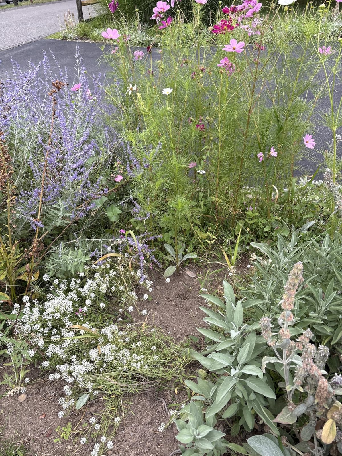Drought Tolerant Wildflowers Mix – Extra Large Packet – Over 7,500 Open Pollinated Non-GMO Seeds – 21 Different Dryland Species customer photo 2