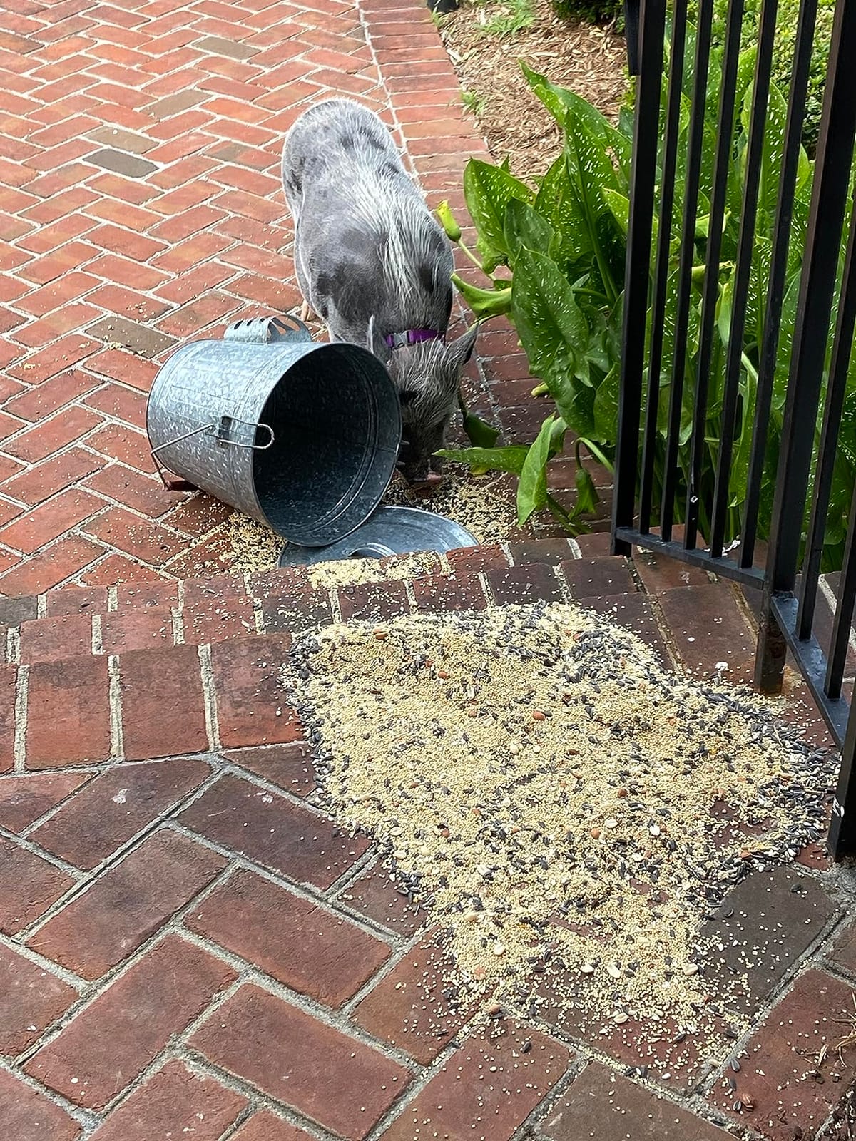 Audubon Woodlink Galvanized Steel Rustic Farmhouse Bird Food and Seed Locking Storage Bucket Bin with Scoop, Holds up to 16.5 Quarts or 25 Pounds customer photo 2