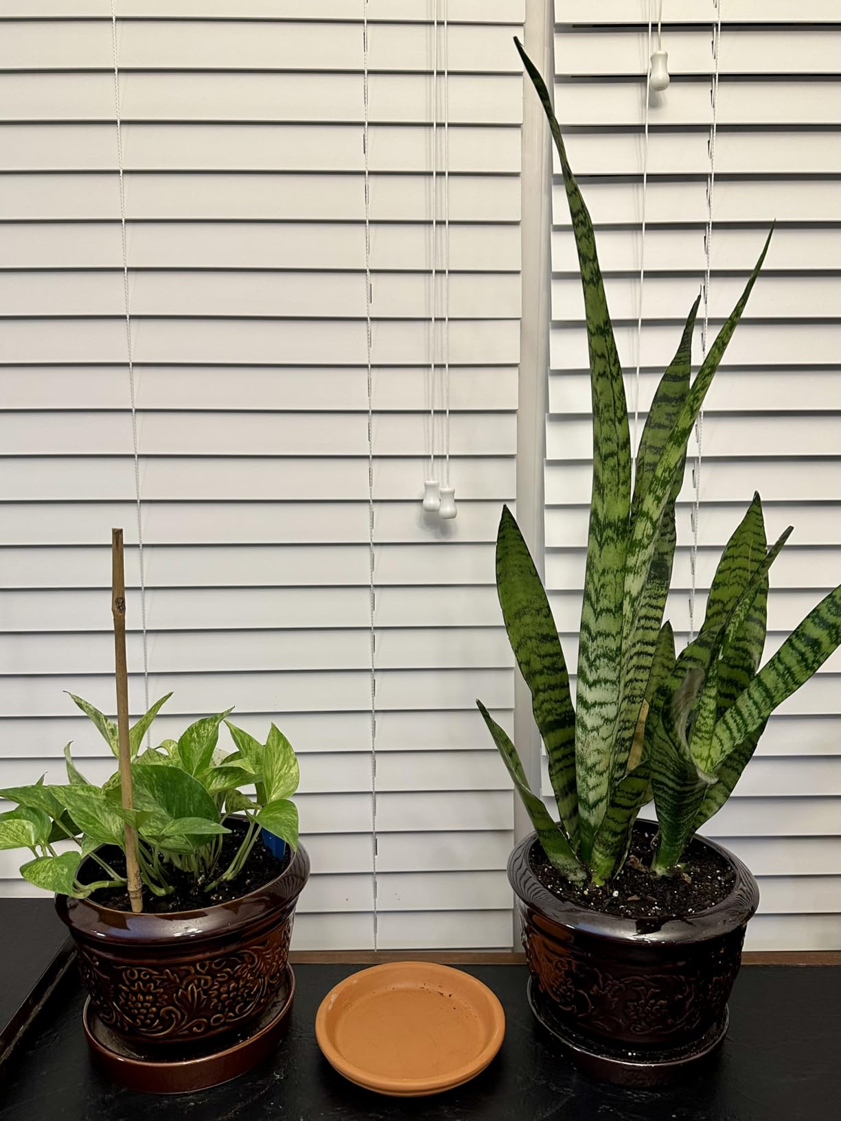 Costa Farms Live Indoor House Plants, Live Indoor Plant, Easy Care customer photo 1