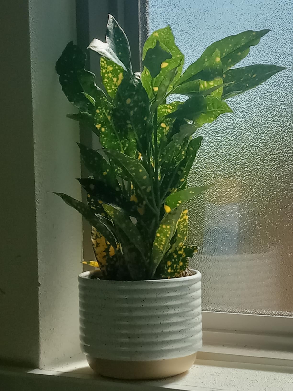 Costa Farms Live Indoor House Plants, Live Indoor Plant, Easy Care customer photo 2