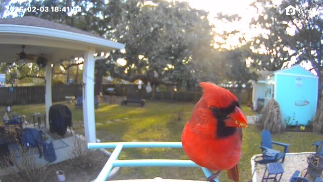 Kaytee Ultimate Birder's Blend Food, Wild Bird Seed, 10 Pounds - Attract More Songbirds, Cardinal Bird Food with Safflower and Peanuts customer photo 1