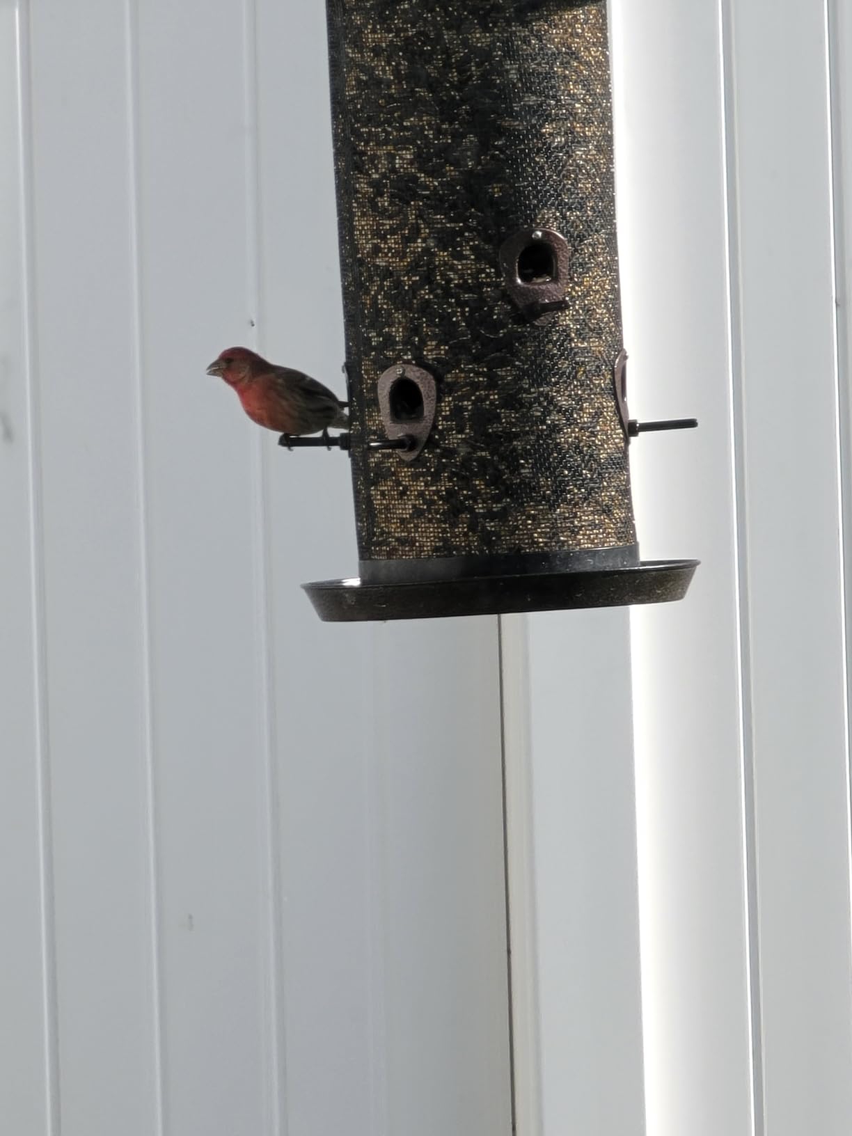 Kaytee Ultimate Birder's Blend Food, Wild Bird Seed, 10 Pounds - Attract More Songbirds, Cardinal Bird Food with Safflower and Peanuts customer photo 2