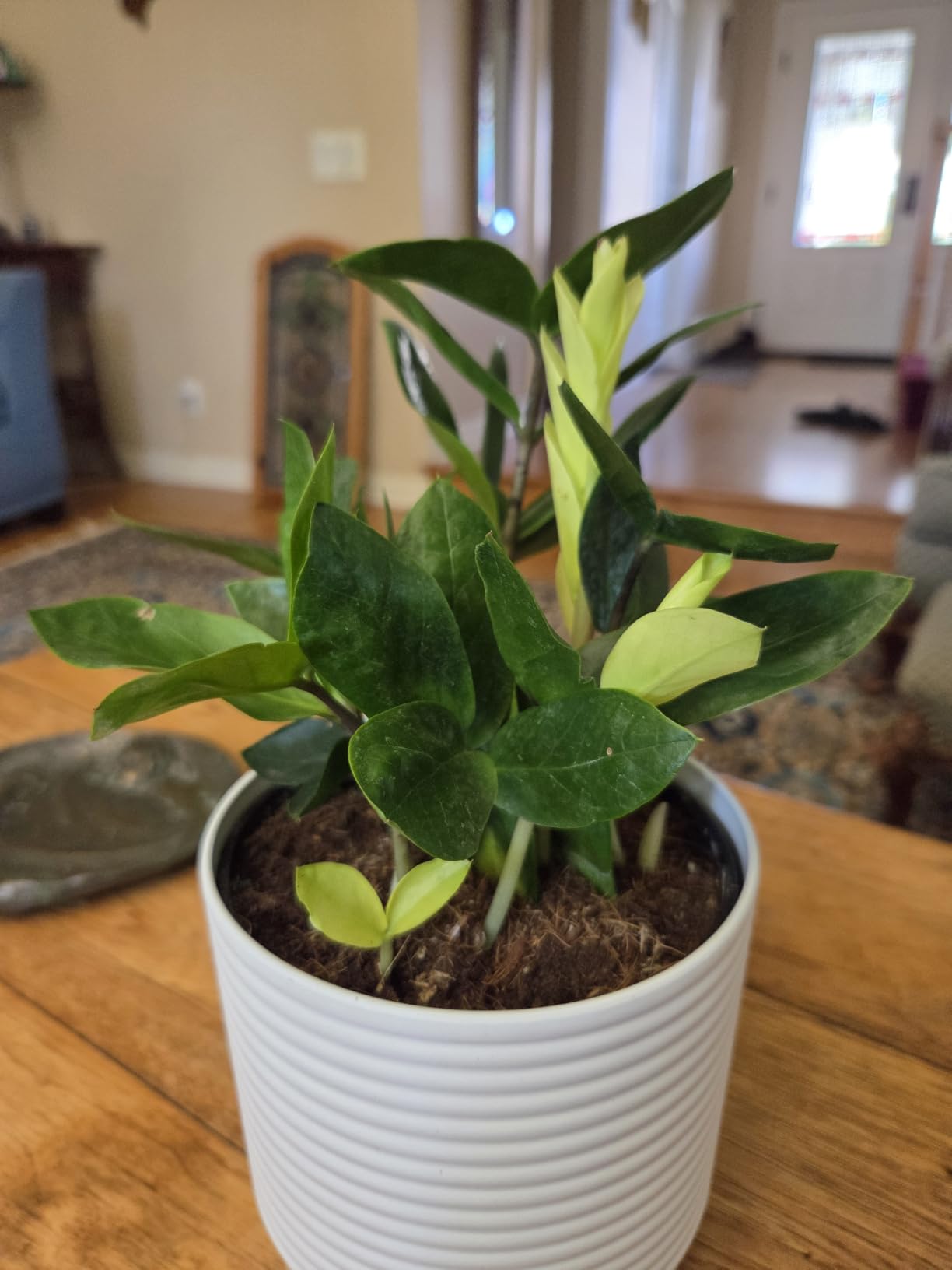 Costa Farms ZZ Plant, Live Indoor Plant, Air Purifying, Easy Care customer photo 1