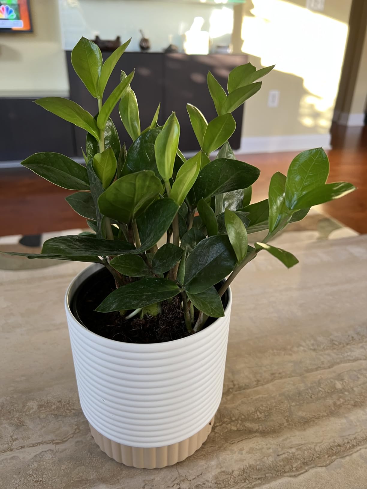 Costa Farms ZZ Plant, Live Indoor Plant, Air Purifying, Easy Care customer photo 2