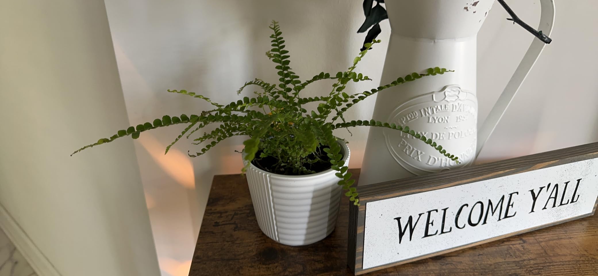 Costa Farms White Bird of Paradise, Live Indoor Plant, Easy Care | Bold tropical leaves that make a floor statement. Great indoor houseplant. Ideal housewarming or birthday gift. customer photo 1