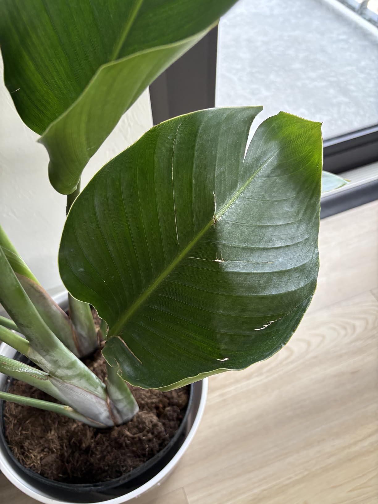 Costa Farms White Bird of Paradise, Live Indoor Plant, Easy Care | Bold tropical leaves that make a floor statement. Great indoor houseplant. Ideal housewarming or birthday gift. customer photo 2