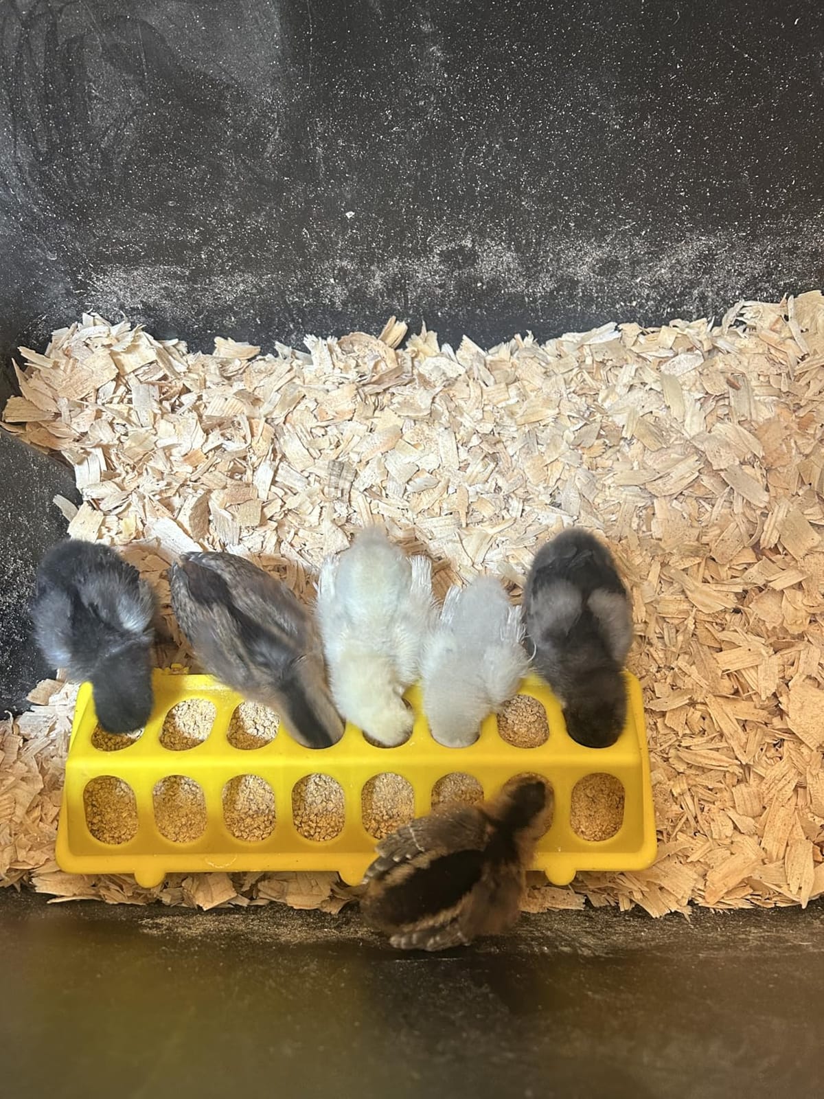 Flip Top Chick Feeder Trough, Plastic Bird Small Poultry Feeder customer photo 1