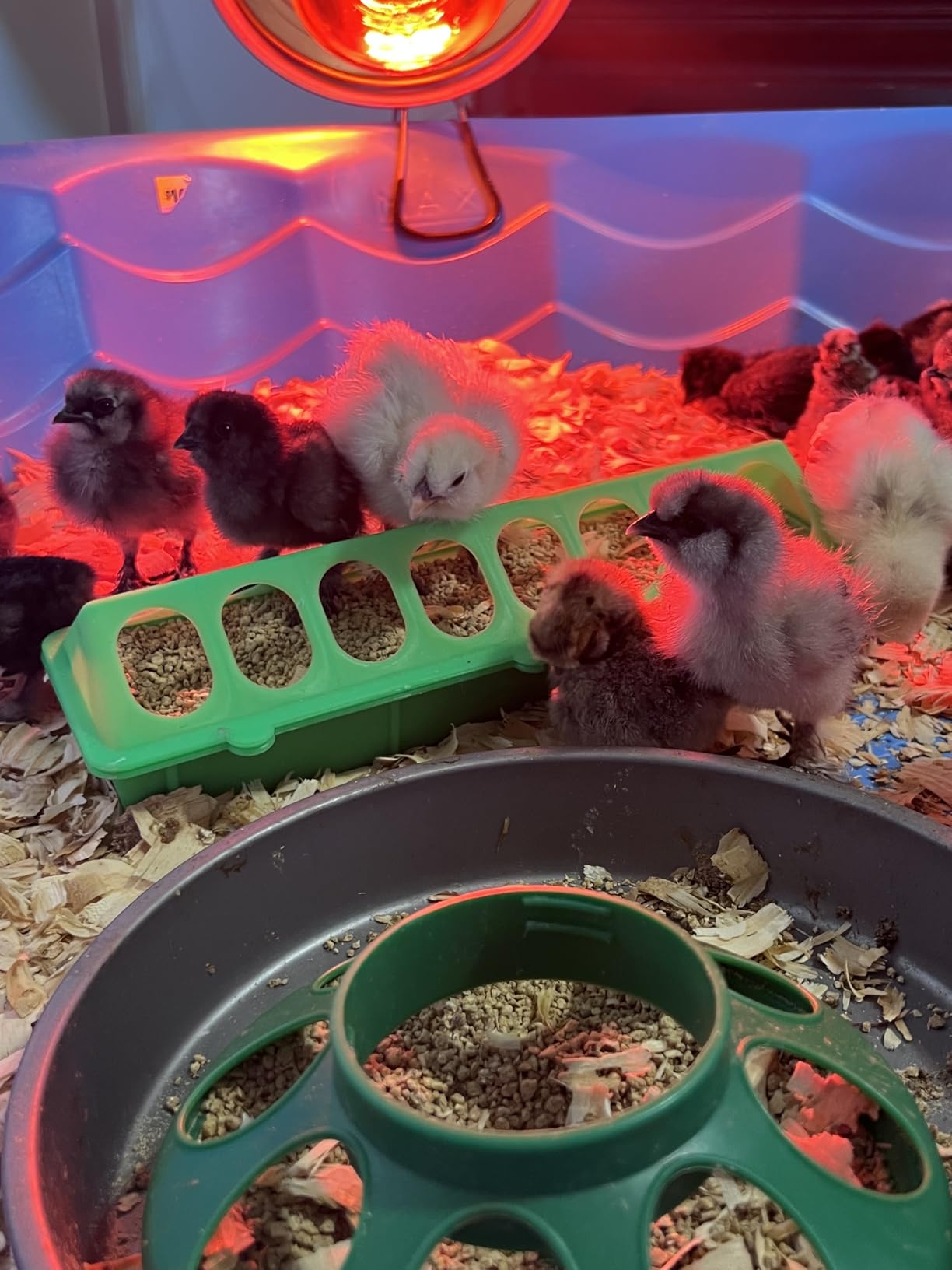 Flip Top Chick Feeder Trough, Plastic Bird Small Poultry Feeder customer photo 2