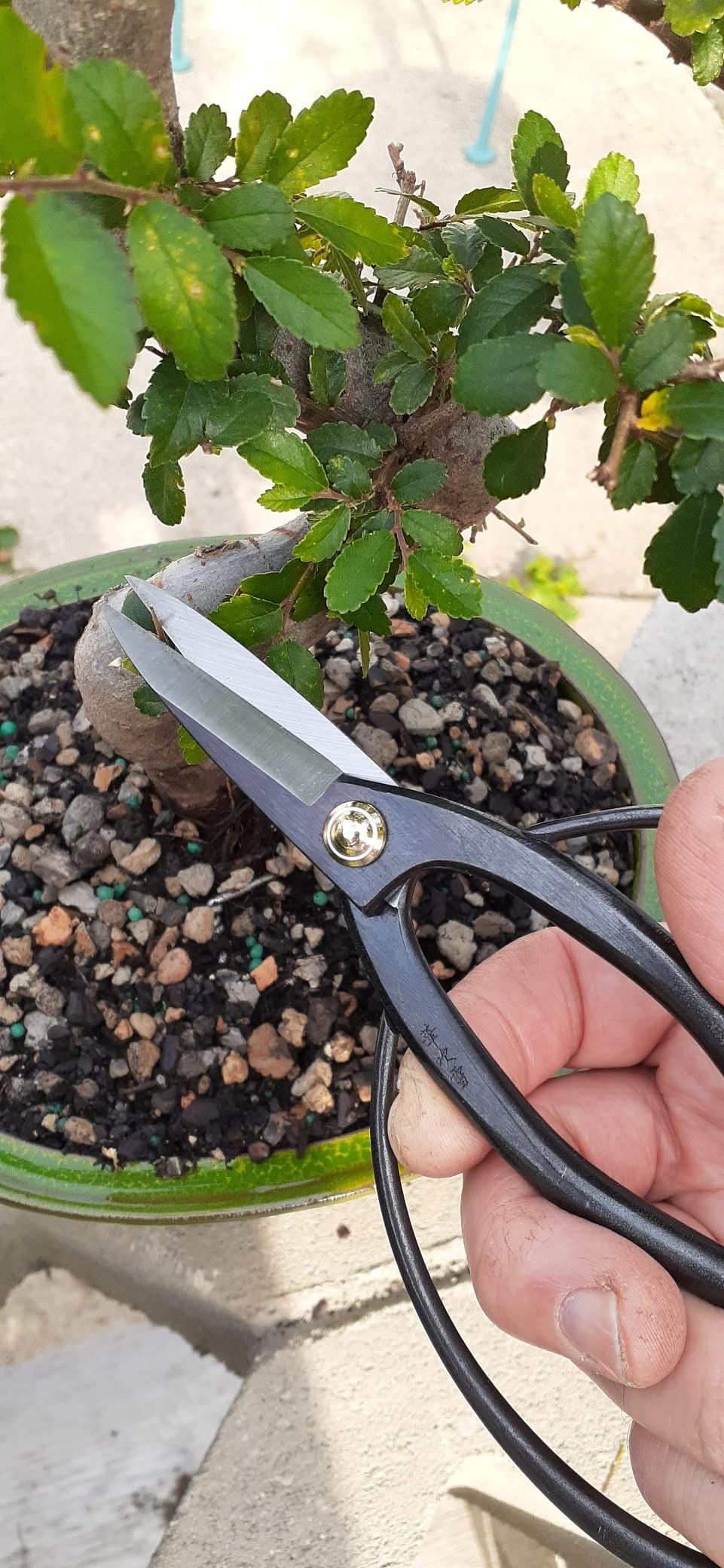 Hanafubuki Wazakura Bonsai Scissors Made in Japan 7inch(180mm), Japanese Bonsai Garden Tools, Hasami Pruning Shears - Traditional customer photo 2