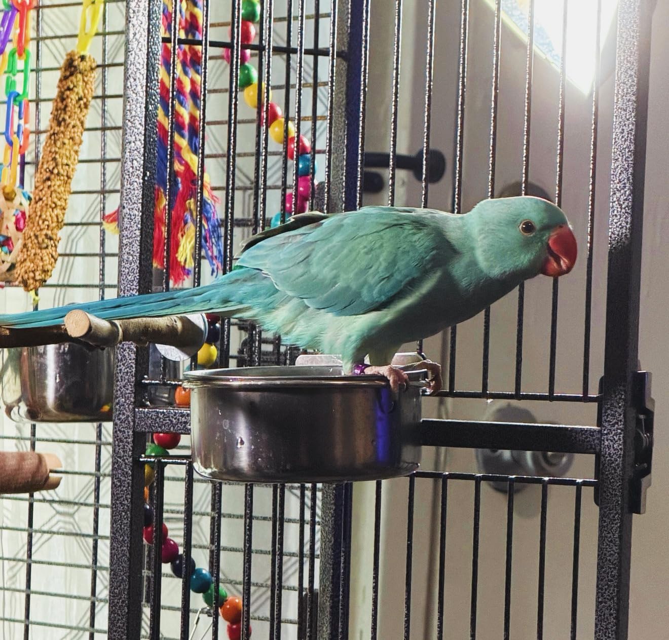 PINVNBY Parrot Feeding Cups Birds Food Dish Stainless Steel Parrot Feeders Water Cage Bowls with Clamp Holder for Cockatiel Conure Budgies Parakeet Parrot Macaw Small Animal Chinchilla Pack of 2 customer photo 1