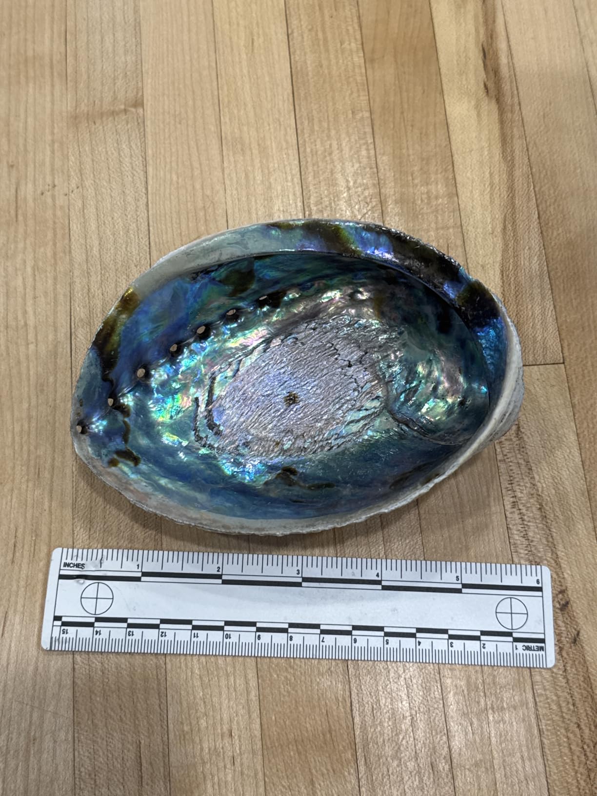 Ocean Shell Studios 5-6 inches Premium Natural Abalone (Pāua) Shell with Wooden Stand for Smudging, Cleansing Home, Meditation, Shell Crafts,Incense Holder, Home Décor, 100% Natural, Sustainable. customer photo 2