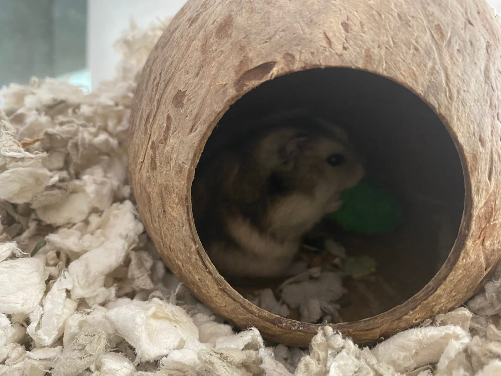 andwe Coconut Hut Hamster House Bed Natural Gerbils Hideout | Unique Habitat Decor for Gerbils Mice Small Animal Cage customer photo 1