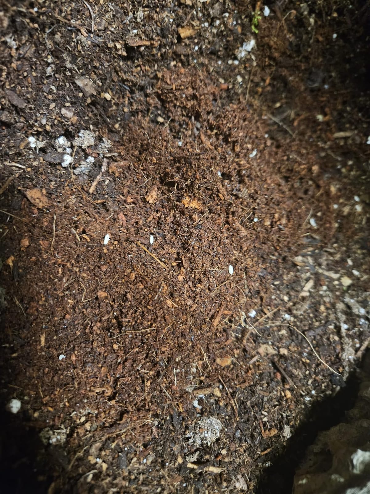 Josh's Frogs Isopods and Springtails Bundle, 25 ct/8 oz customer photo 1