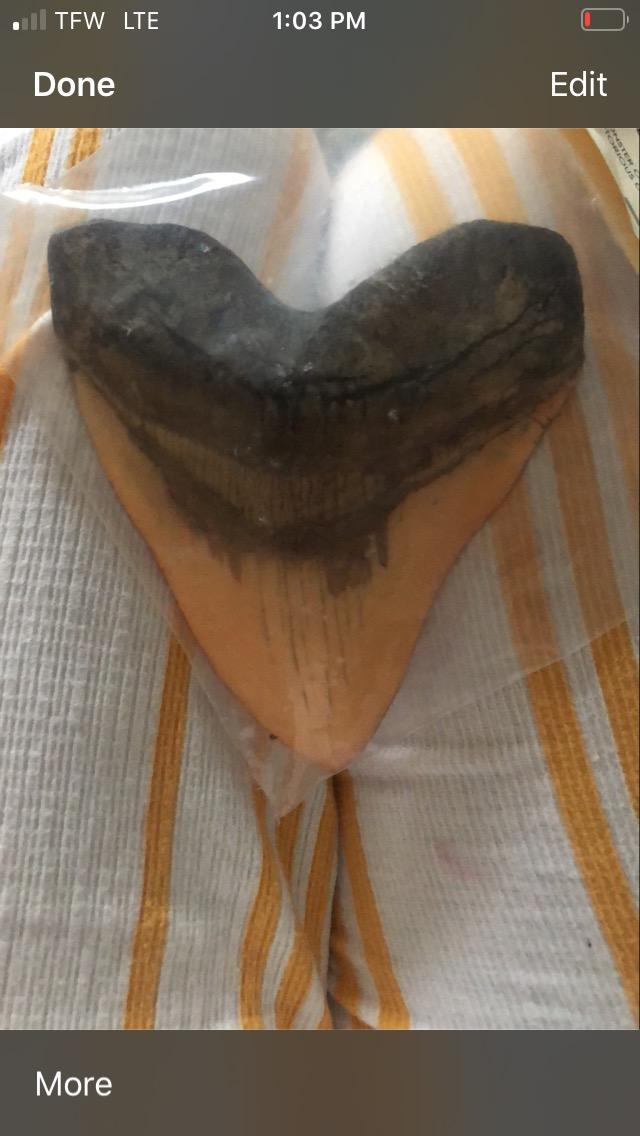 Megalodon Giant Shark Tooth customer photo 2