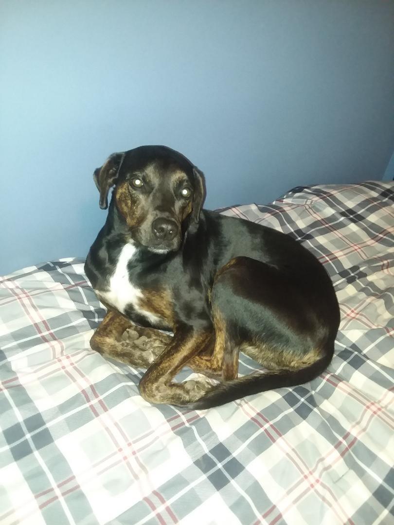 TIROTECHS Build Trust & Protect Your Hands - Bite-Proof Animal Handling Gloves for Safe & Loving Pet Care with Dogs and Cats customer photo 1