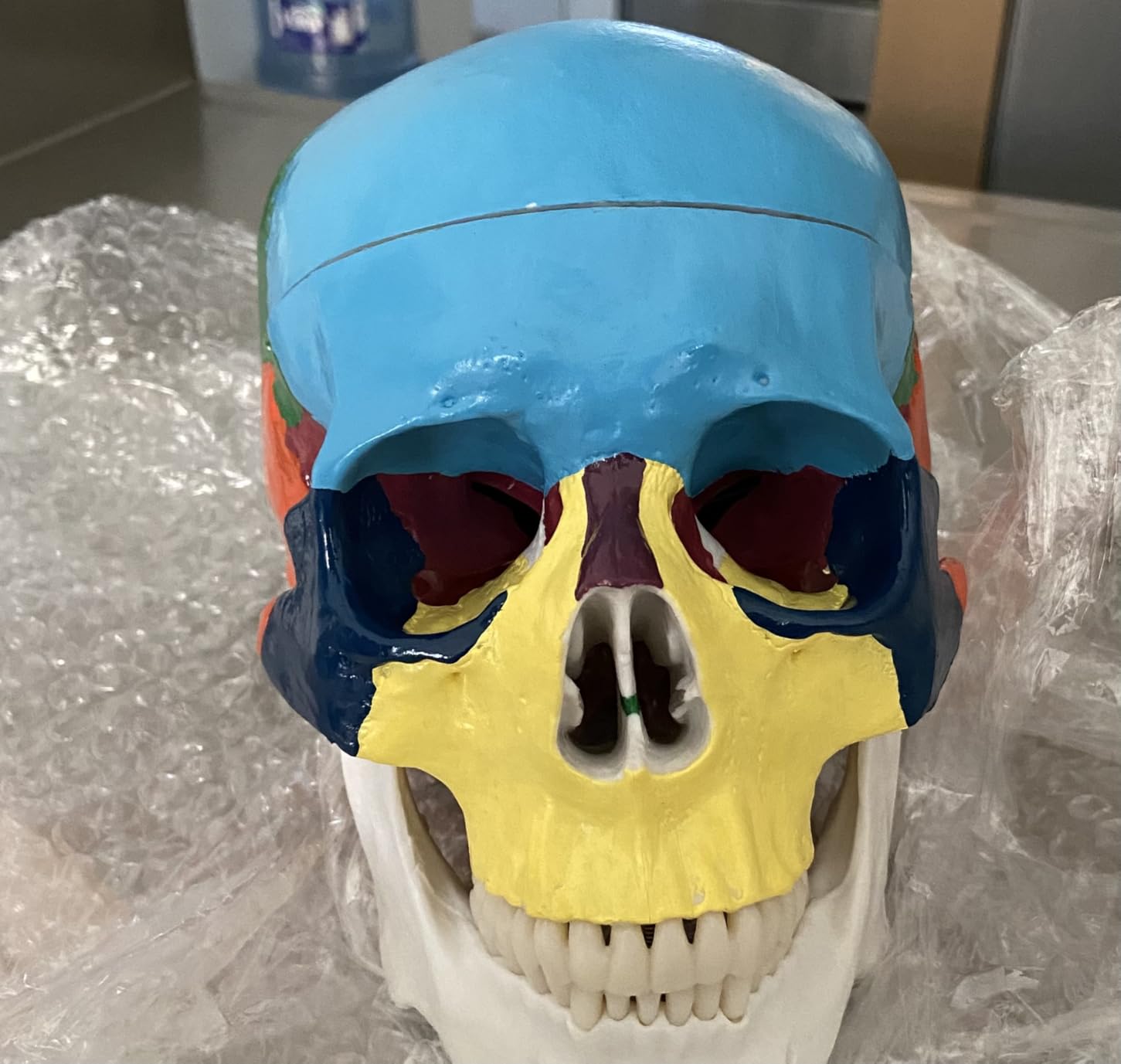 Medarchitect Human Colored Skull Model, Life Size 3-Part Anatomical Model with Colorful Human Skull Chart for Medical Student Human Anatomy Study Course customer photo 1