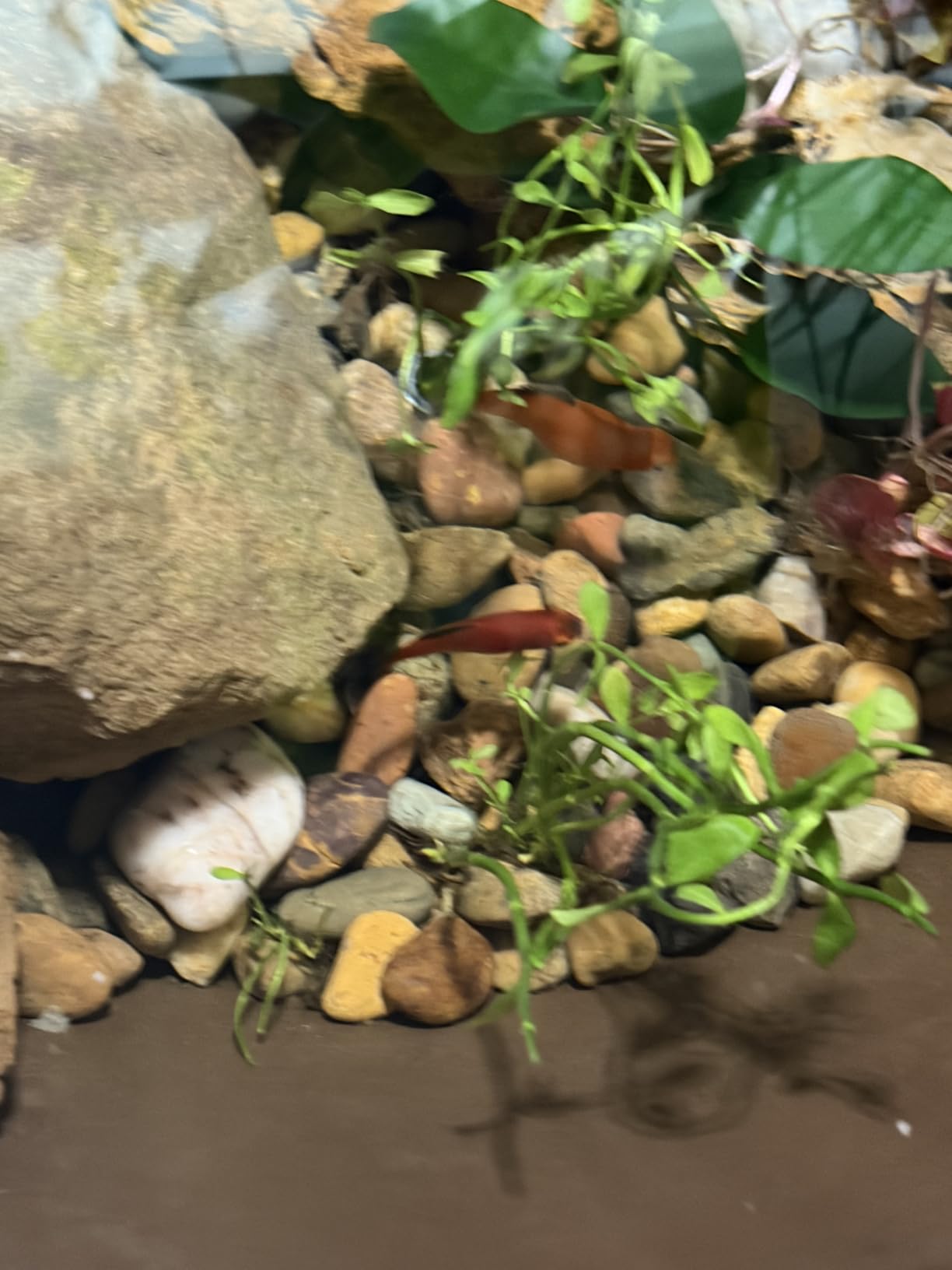 Aquascape AquaGarden Mini Pond Kit customer photo 1