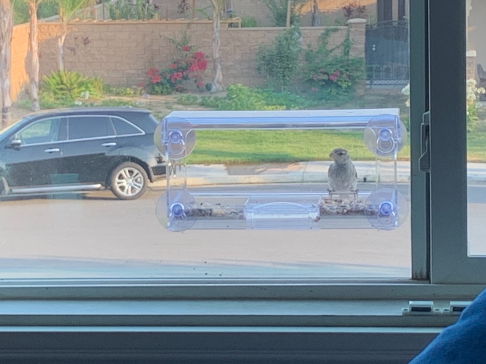 D.F. Omer Window Bird Feeder with 3 Section Tray and Roof Cover, Weatherproof Outdoor Suction Cup Hanger Acrylic Plastic Bird Feeder , Clear customer photo 1