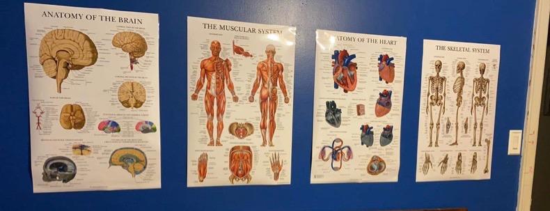 Palace Learning Heart Anatomy Poster - LAMINATED - Anatomical Chart of the Human Heart - 18