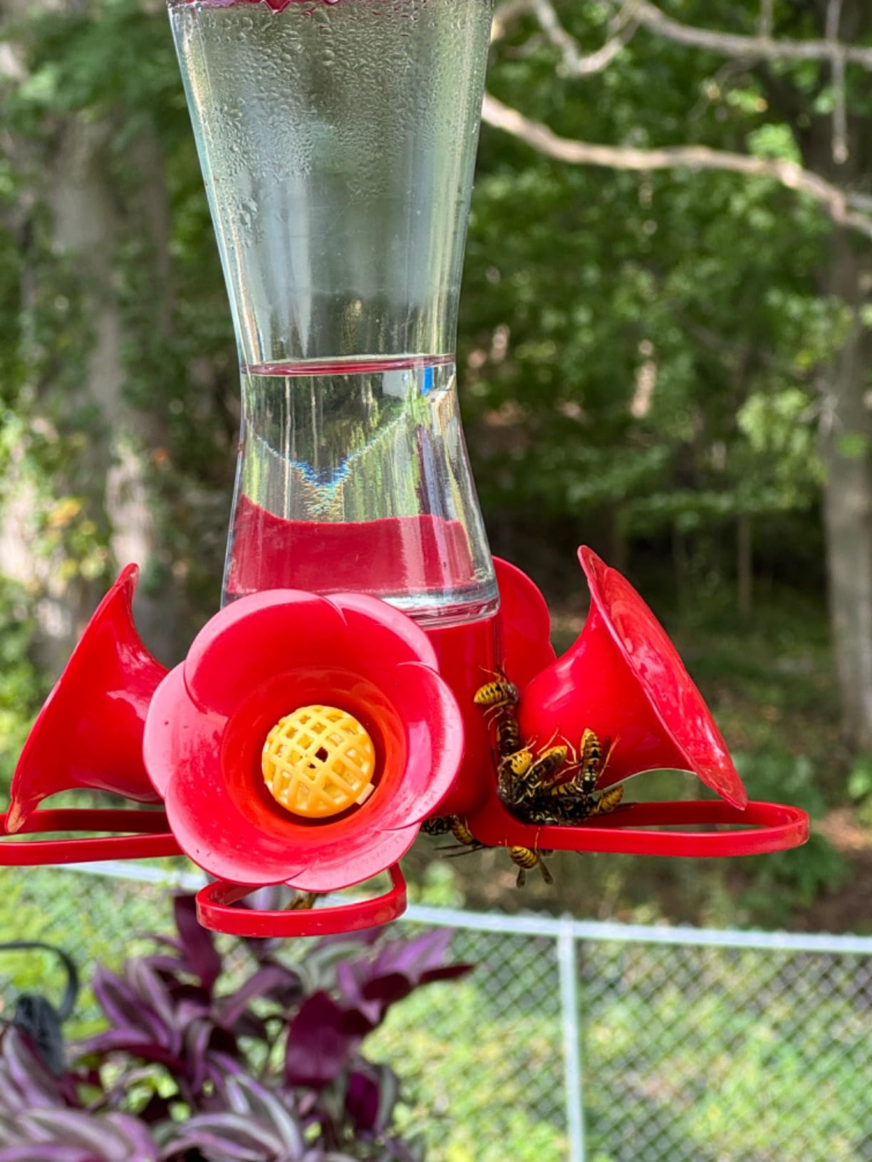 Perky-Pet Glass Hummingbird Feeders for Outdoors, 8 oz Nectar Capacity customer photo 1