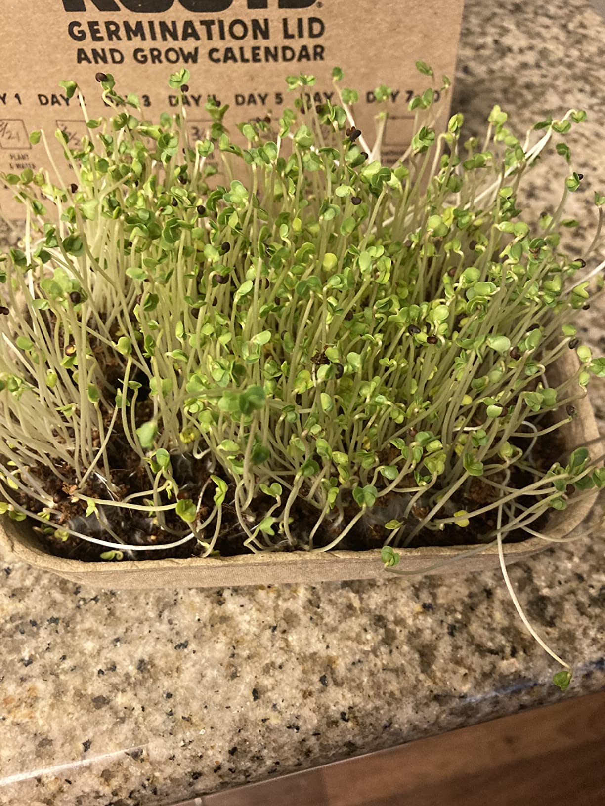 Back to the Roots DIY Microgreen Grow Kit, 6-Grow Variety Pack customer photo 2