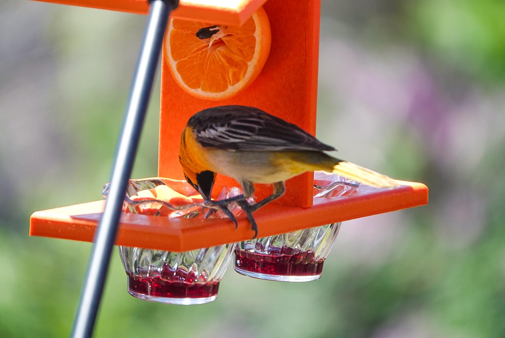 Oriole Bird Feeder, Double-Cup Jelly Oriole Feeder with Pegs for Orange Halves (Orange) customer photo 1