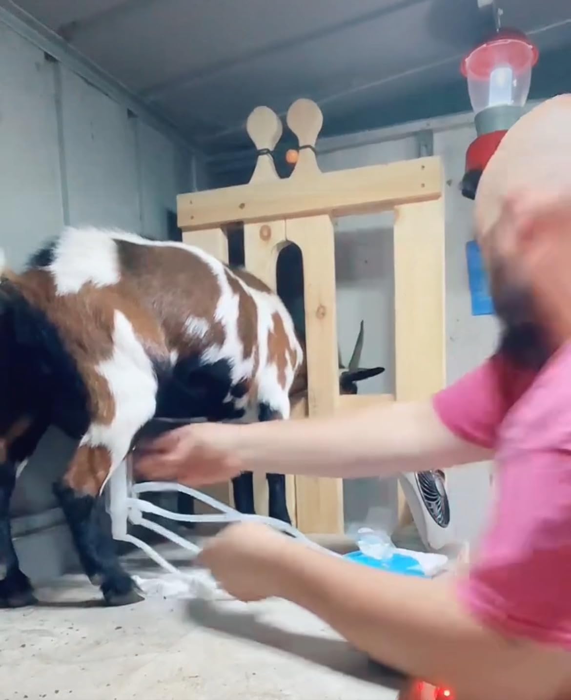 6L Goat Milking Machine, Hantop Rechargeable Pulsation Pump Milker (Pro) customer photo 2