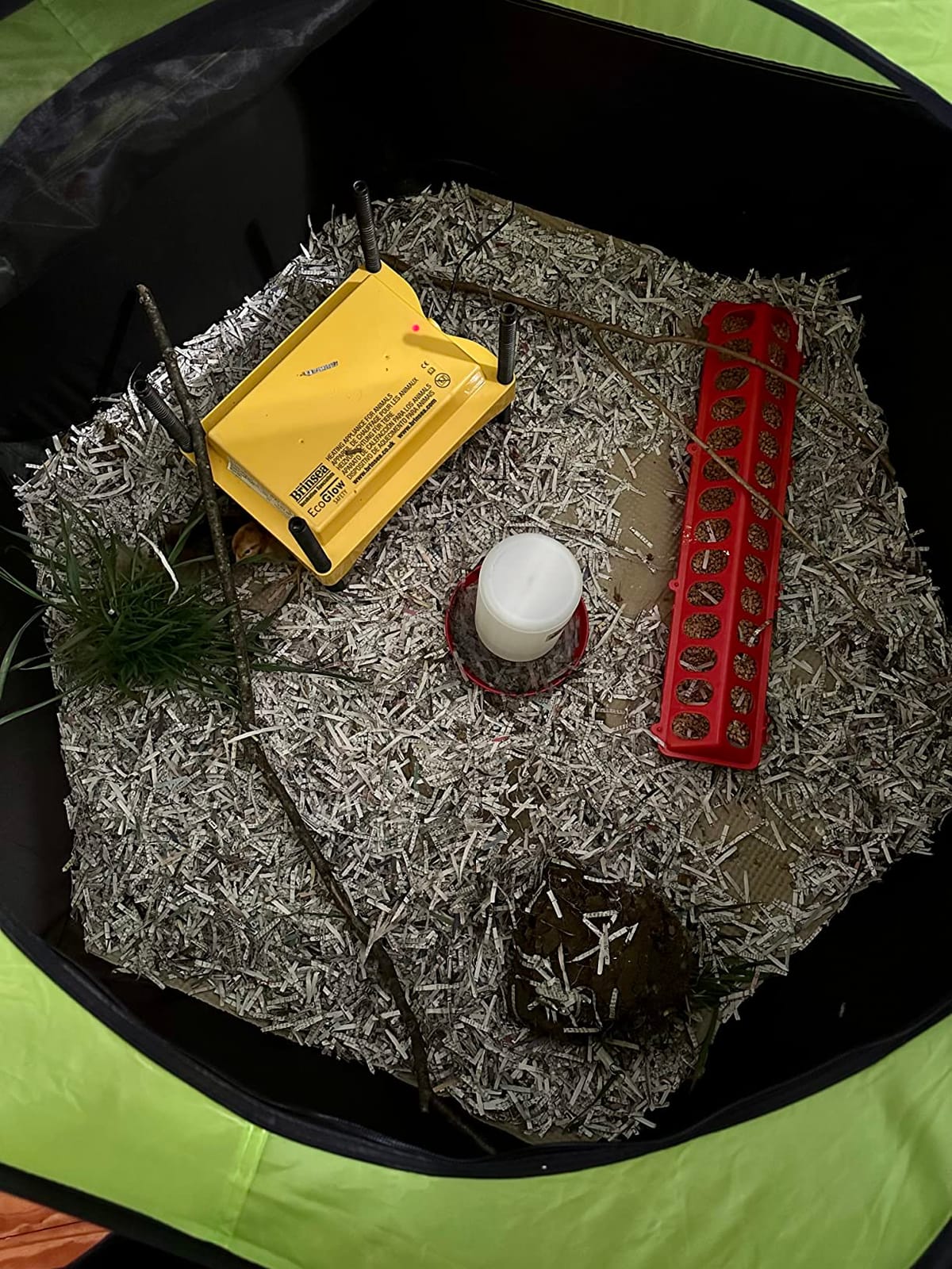 Insta Brooder™ for Hatchlings, Chicken Pop Up Playpen, 10.5 x 10 x 4 inches customer photo 1