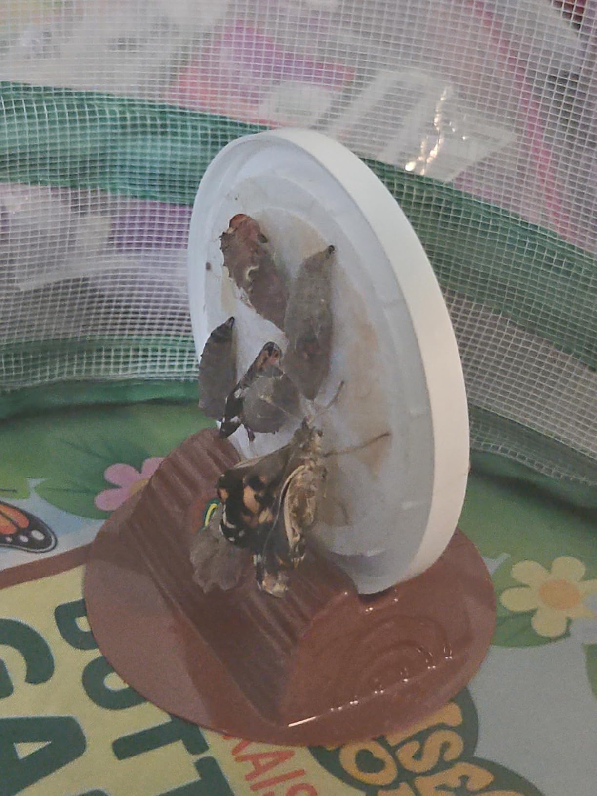 Insect Lore Butterfly Garden with 10 Live Baby Caterpillars - Habitat, Feeder, Chrys-A-Lid Holders, STEM Activity Journal - Raise and Release Painted Lady Butterflies customer photo 1