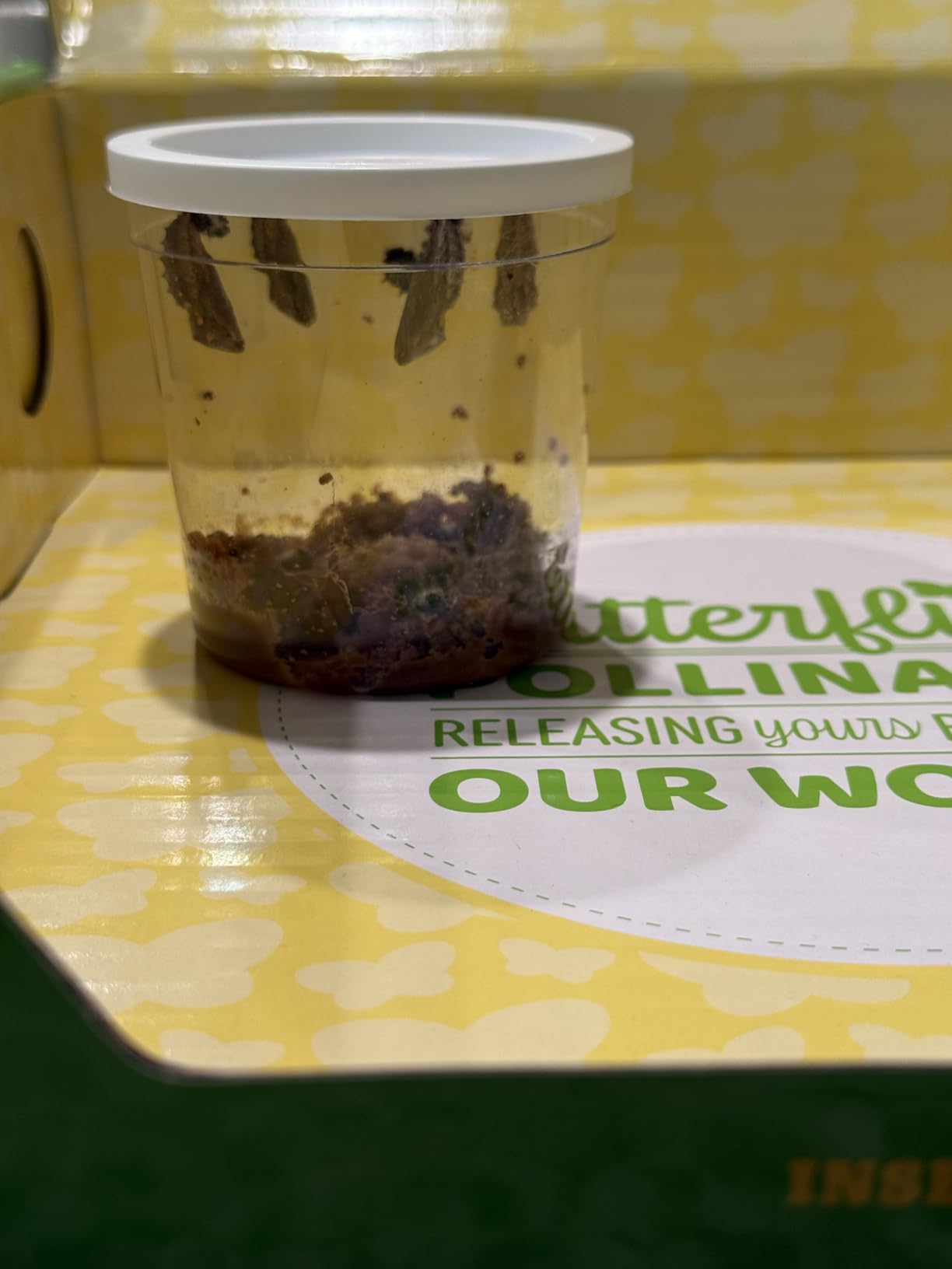 Insect Lore Butterfly Garden with 10 Live Baby Caterpillars - Habitat, Feeder, Chrys-A-Lid Holders, STEM Activity Journal - Raise and Release Painted Lady Butterflies customer photo 2
