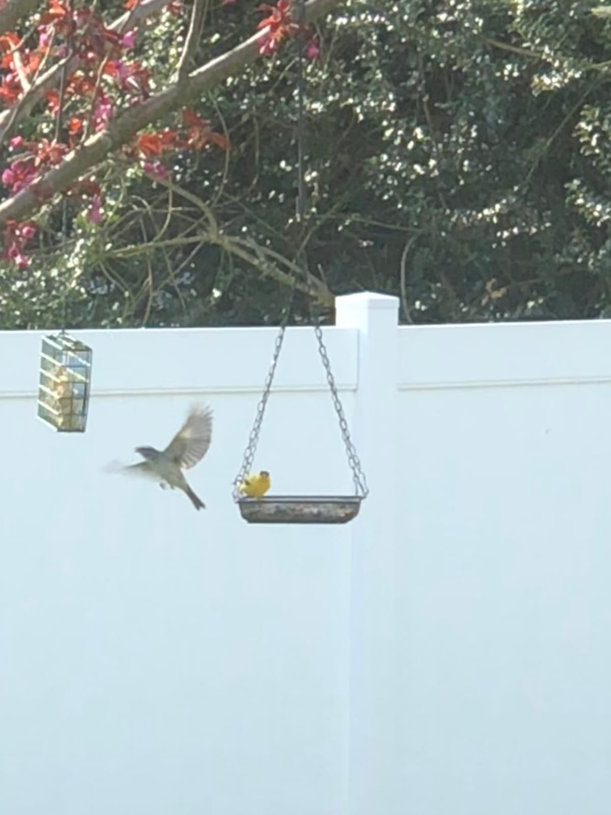 WOSIBO 2 Pack Hanging Bird Feeder Tray, Platform Metal Mesh Seed Tray for Bird Feeders, Outdoor Garden Decoration for Wild Backyard Attracting Birds customer photo 1